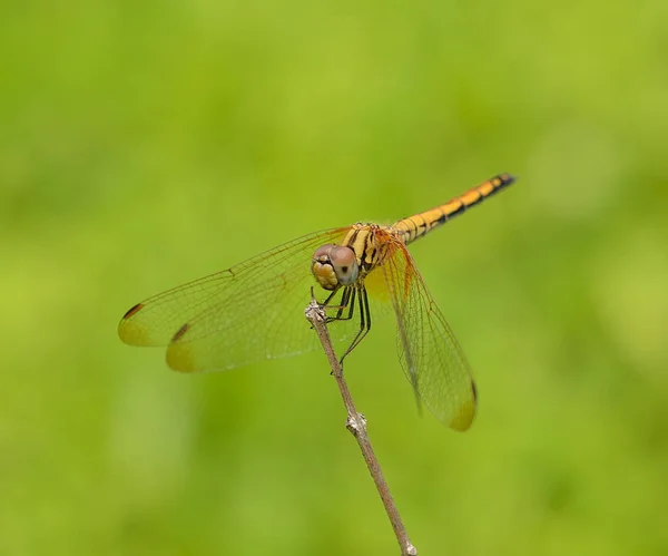 Libélula Com Árvore — Fotografia de Stock