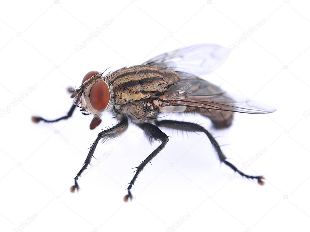 The fly on white background