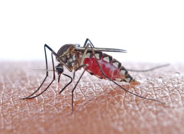  Close up a Mosquito sucking human blood, clipart