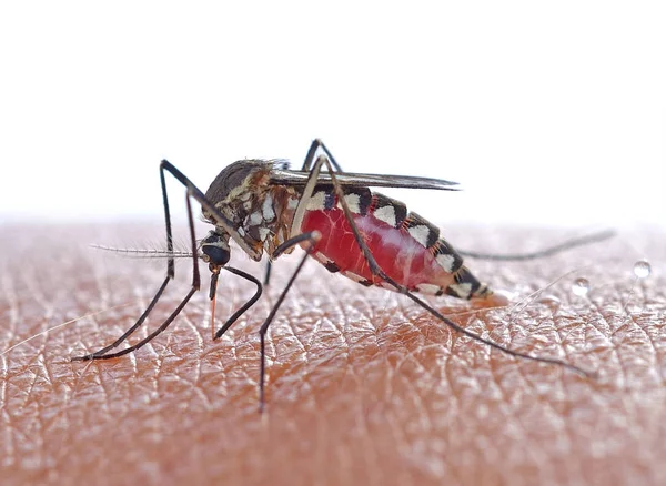 Cerca Mosquito Chupando Sangre Humana — Foto de Stock