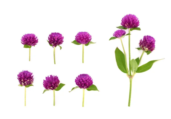 Globe Amaranth Isolated White Background — Stock Photo, Image