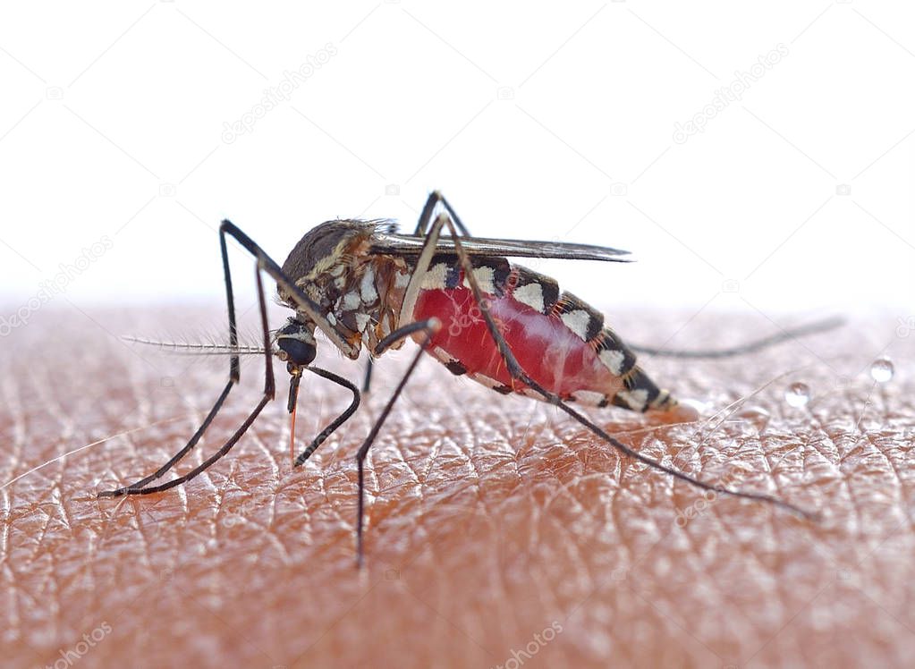 Close up a Mosquito sucking human blood,