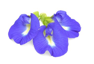 Güney Afrika'da bir kabile kireç beyaz zemin üzerine