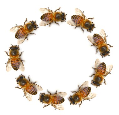  Arı beyaz arkaplanda izole edildi