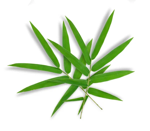 Bambu Blad Isolerad Vit Bakgrund — Stockfoto