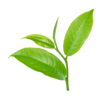 Beyaz arkaplanda yeşil çay yaprağı izole