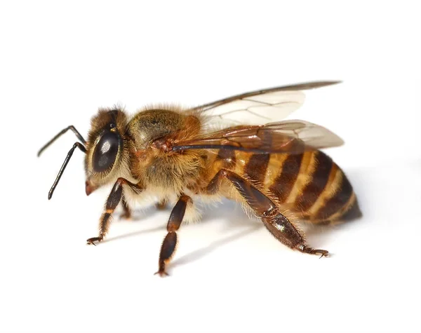 Bijen Geïsoleerd Witte Achtergrond — Stockfoto