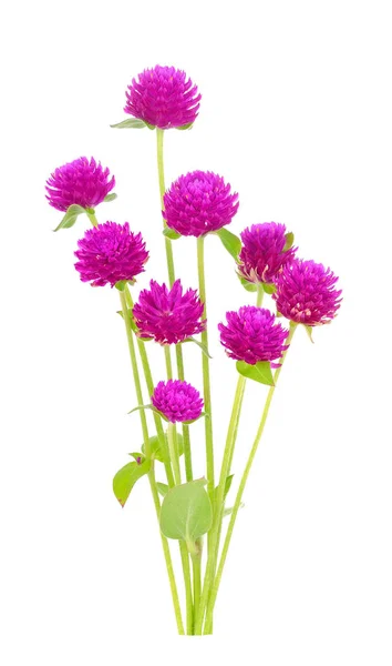 Globe Amaranth Beauty Flower White Background — Stock Photo, Image