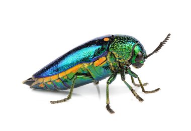  Beyaz arka plan üzerinde izole Metalik ahşap sıkıcı böceği.