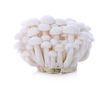 Beyaz arka plan üzerinde izole kahverengi kayın mantar.