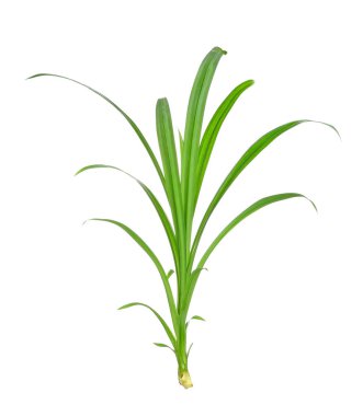 Pandan beyaz arkaplanda izole edildi.