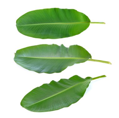 Beyaz arkaplanda muz yaprakları