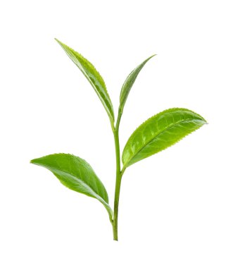 Beyaz arkaplanda yeşil çay yaprağı
