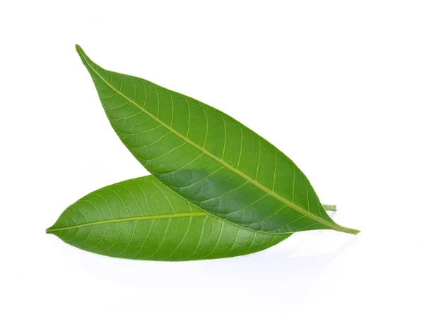 Φύλλα μάνγκο σε λευκό φόντο — Φωτογραφία Αρχείου
