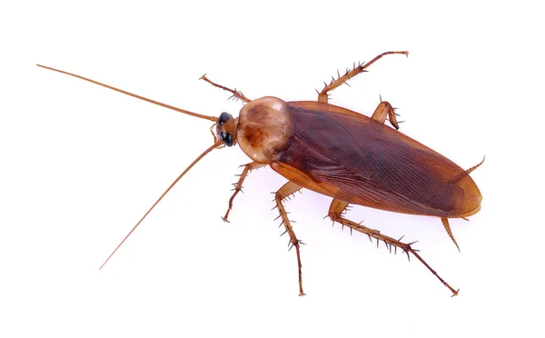 Cockroachs på en vit bakgrund. Uppifrån och. — Stockfoto