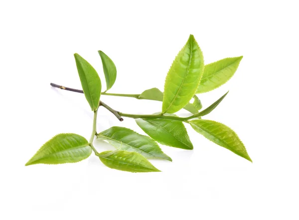 Φύλλα πράσινου τσαγιού απομονωμένα σε λευκό φόντο — Φωτογραφία Αρχείου