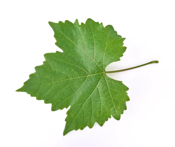 Folha de uva no fundo branco. — Fotografia de Stock