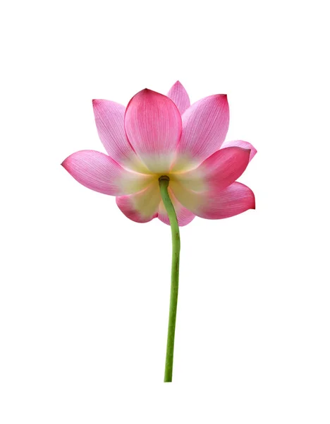 Lotus bloem geïsoleerd op witte achtergrond — Stockfoto