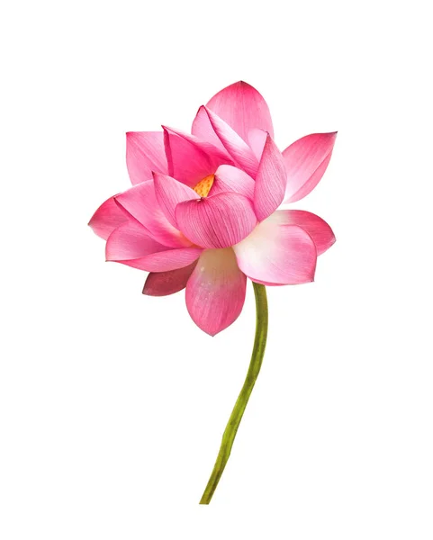 Lotus bloem geïsoleerd op witte achtergrond. — Stockfoto