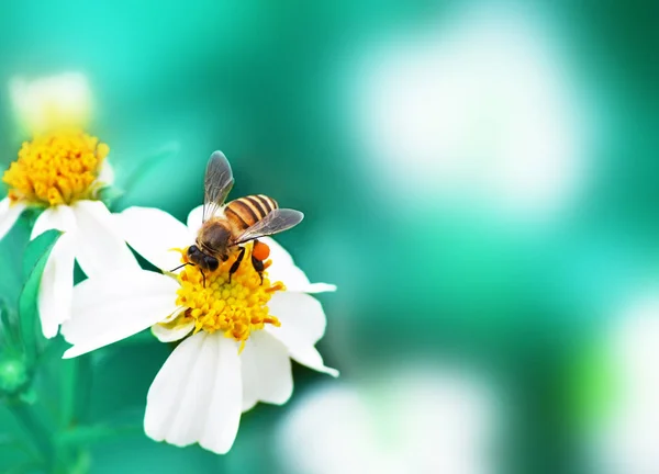 Blomma och Bee med mjuk suddig bakgrund — Stockfoto