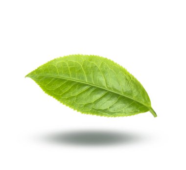 Beyaz arkaplanda izole çay yaprağı
