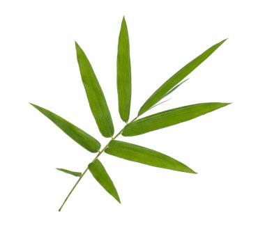 Beyaz arkaplanda izole edilmiş bambu yaprakları