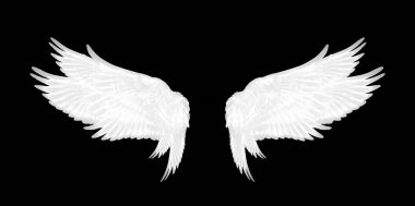 Siyah arkaplanda kuşun beyaz kanatları