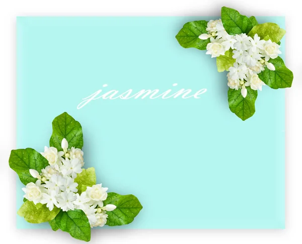 jasmine flower banners.  Can be used as greeting card or wedding invitation