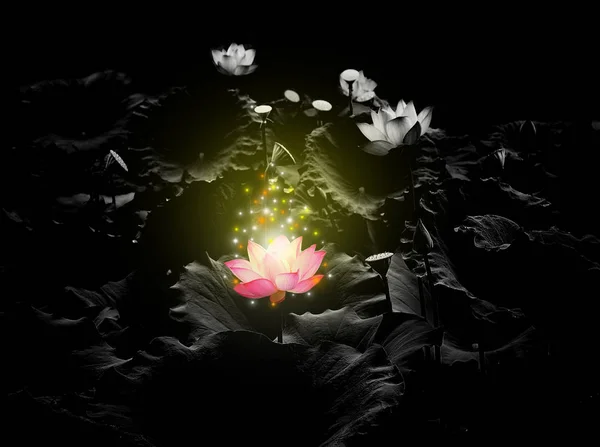 Lotus Lumière rose flottant scintillement sur un fond noir — Photo