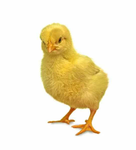 Цыпленок на белом фоне — стоковое фото