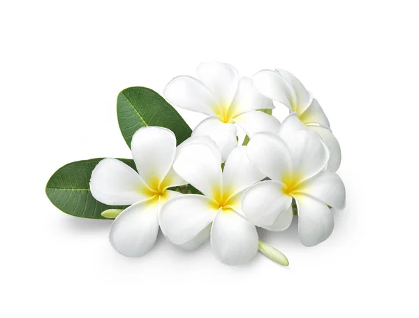 Flores tropicais frangipani (plumeria) isolado em backgronud branco — Fotografia de Stock