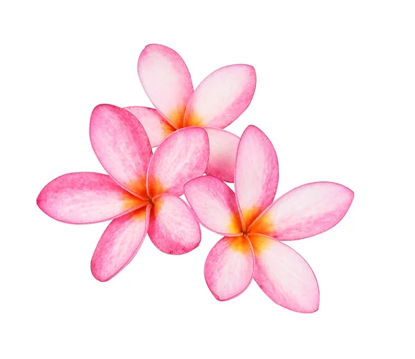 Frangipani (plumeria) flores sobre fundo branco — Fotografia de Stock