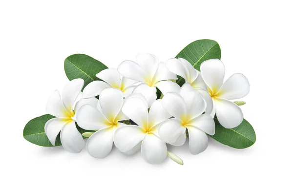 Flores tropicais frangipani (plumeria) isoladas sobre fundo branco — Fotografia de Stock