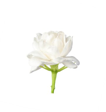 Yasemin beyaz arkaplanda izole edildi