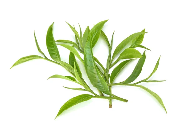 緑茶葉は白地に隔離され トップビュー — ストック写真
