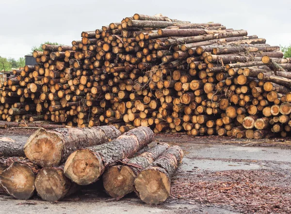 En stor haug tømmer fra skogen, et sagbruk, tømmer til eksport, bjelke – stockfoto