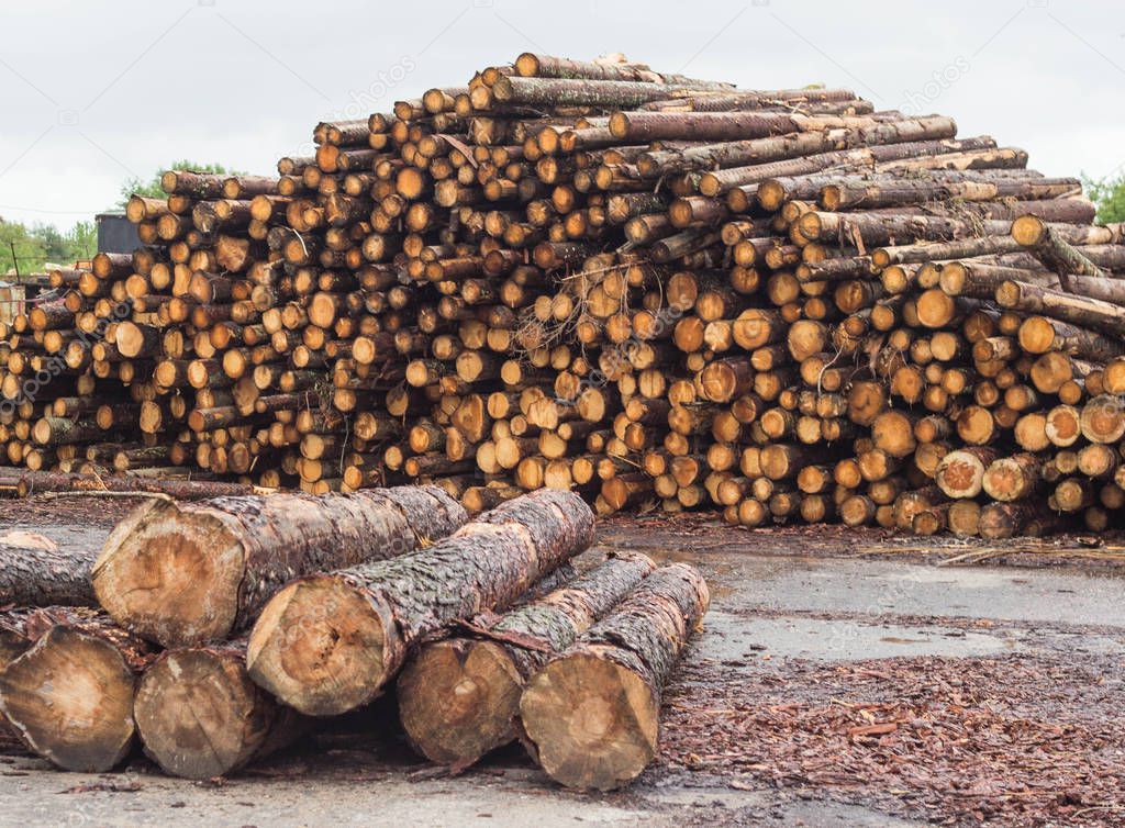A huge pile of logs from the forest, a sawmill, timber for export, beam