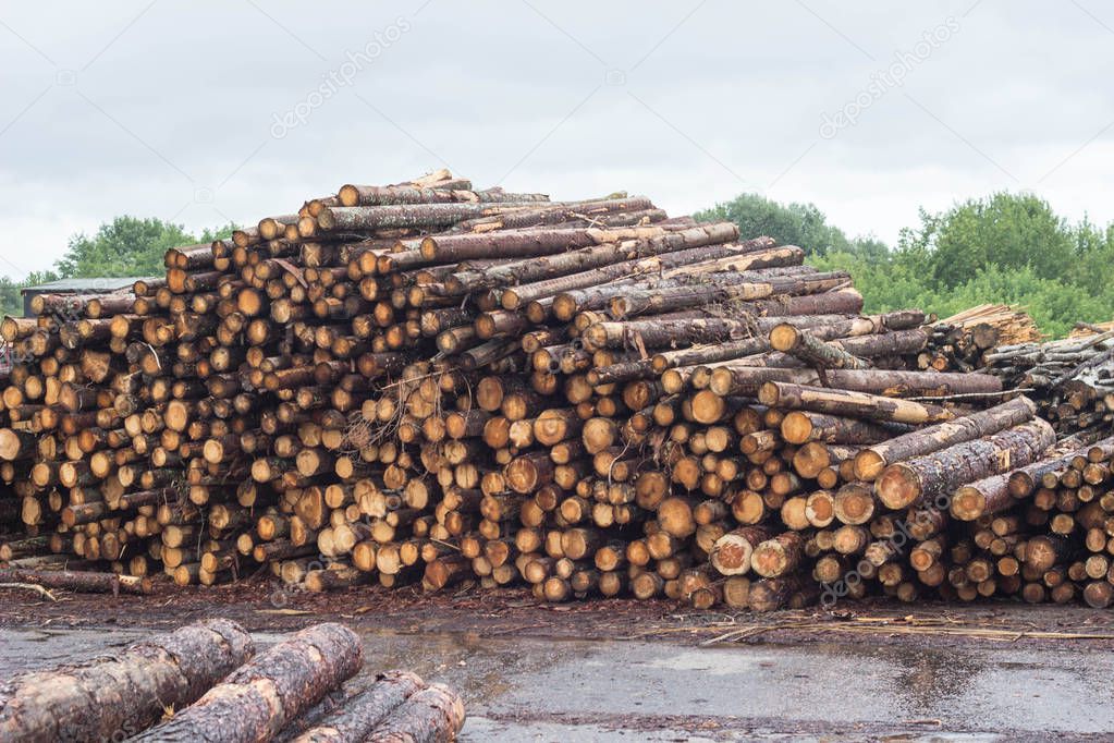 A huge pile of logs from the forest, a sawmill, timber for export, log