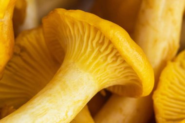 Arka plan chanterelles mantar, makro, mantar ve turuncu