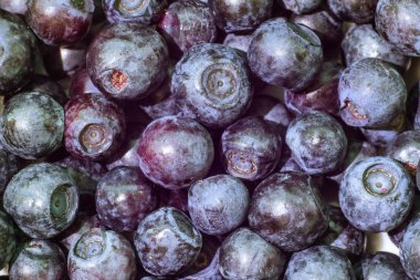 Arka plan çilek taze orman yaban mersini, makro fotoğrafçılık, bilberry, hurtleberry ve blaeberry