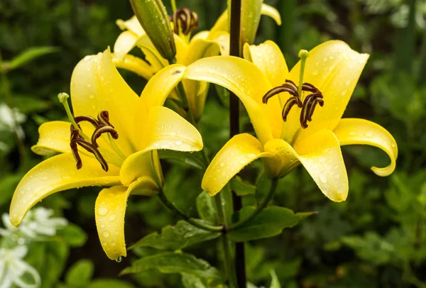Yellow lilies after the rain, water droplets on the petals, close-up, flowers lily