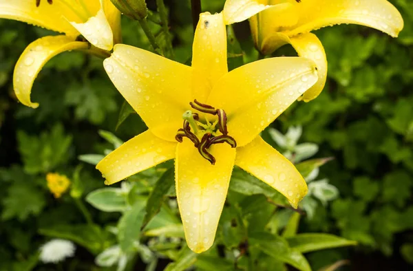 Yellow lilies after the rain, water droplets on the petals, close-up, flowers lily