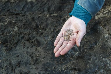 Tohum toprağa, ekimden önce bir kadın onun elinde tutan yakın çekim