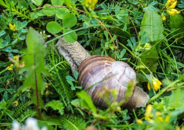 Yeşil çimen, yakın çekim, koklea ve hayvan, doğal büyük salyangoz