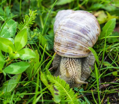 Yeşil çimen, yakın çekim, koklea ve hayvan, doğal büyük salyangoz