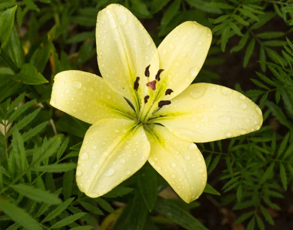 Gently yellow lily with drops of water after a rain, close-up, lily
