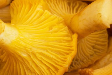 Arka plan chanterelles mantar, makro, mantar ve turuncu