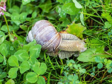 Yeşil çimen, yakın çekim, koklea ve hayvan, doğal büyük salyangoz