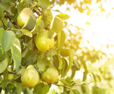 Armut ağacı, hangi dalda büyümek armut, yakın çekim, Güneş
