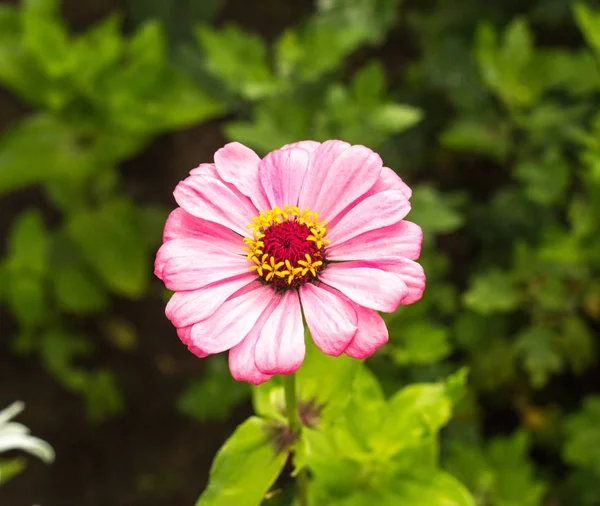 Gently pink tsinia flower, close-up, tsinia